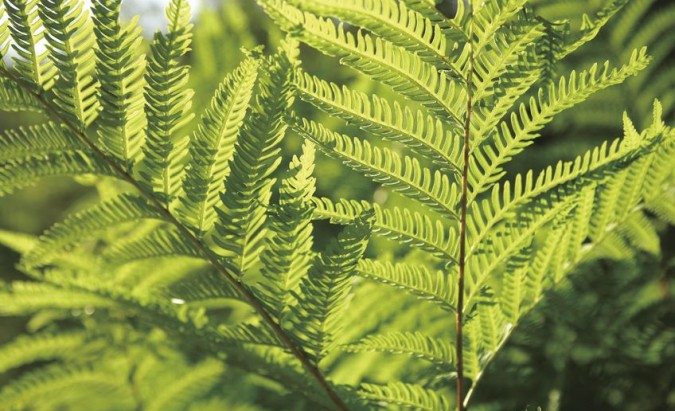 Papartis ‒ tik Joninių nakties stebuklas?