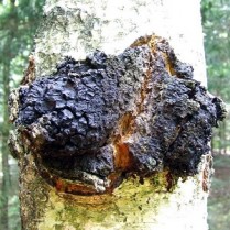 Įžulnusis skylenis (Beržinis juodgrybis)