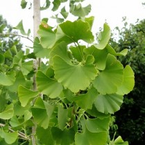 Ginkmedžio lapai
