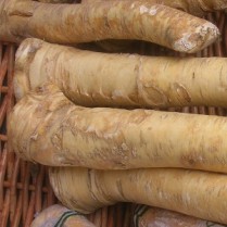 Krienai – šaknys