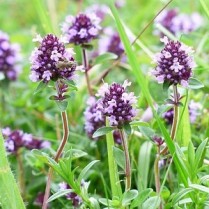 Paprastasis čiobrelis