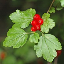 Paprastasis agrastas