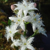 Trilapis puplaiškis