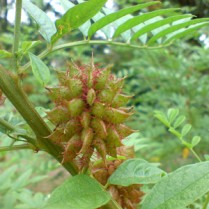 Plikasis saldymedis