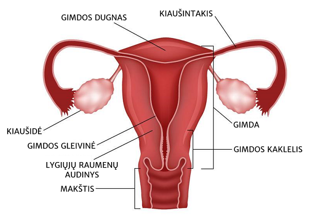 Gimda – moters lytinis organas, kuriame gali susiformuoti ne tik vaisius, bet ir mioma