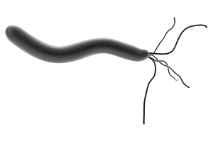 Bakterija „Helicobacter pylori“