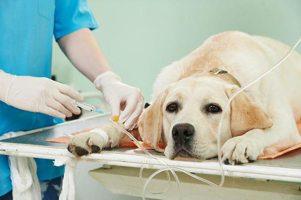 Jei šuniui įkando erkė, apsilankykite pas veterinarą