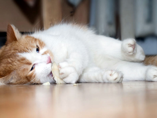 Katės nutukimas – dažna problema, su kuria susiduria augintinio šeimininkas