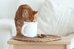 Kava ir kiti gėrimai su kofeinu gali susargdinti katę