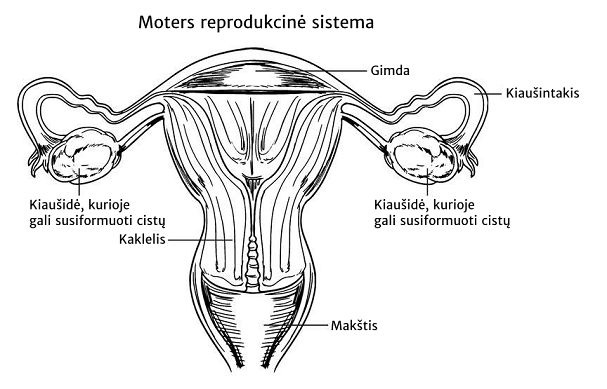Moters reprodukcinė sistema ir kiaušidžių cistos