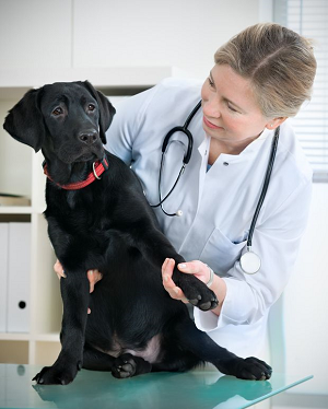 Pasiutlige susirgti didesnė tikimybė kyla veterinarams ir kitiems su gyvūnais dirbantiems specialistams