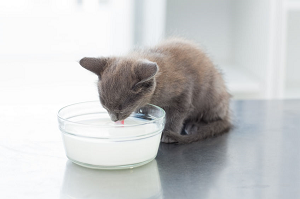 Pienas gali sukelti katei pilvo skausmą