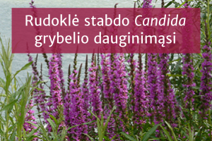 Raudoklė stabdo „Candida“ grybelio dauginimąsi