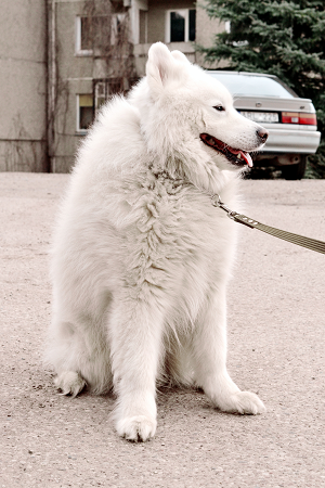 Samojedas – matyt, seniausias šuo pasaulyje