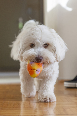 Šunų virškinimą gali sutrikdyti ir nurytas žaislas